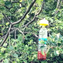 Trappola fai-da-te per carpocapsa, un rimedio naturale per proteggere i frutti.