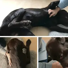 Brauner Hund genießt eine sanfte Massage. Der ruhegriff hund zeigt Entspannung und Vertrauen.