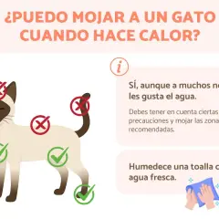 ¿Cómo refrescar a un gato? Sí, puedes mojarlo con precauciones. Usa una toalla húmeda en zonas recomendadas.