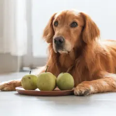 Ein goldener Retriever-Hund liegt neben einem Teller mit drei Birnen.