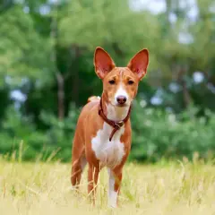 Ein Basenji-Hund steht im Gras. Diese Rasse ist bekannt dafür, dass es Hunde sind, die nicht bellen, sondern eher jodelnde Laute von sich geben.