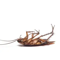 Martwy karaluch, którego nogi wykrzywione są w górę, jakby po kontakcie z tetrametryną.