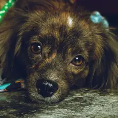 Perro con pelaje atigrado y ojos tristes, con un collar verde y un pañuelo colorido. Podría tener ataxia en perros.