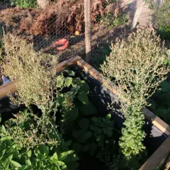Deux plants de salade qui monte, avec leurs feuilles fines et leurs petites fleurs roses, poussent dans un potager.