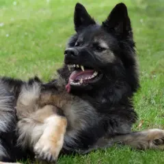 Un chien au pelage sombre et fauve, couché dans l'herbe, montre ses crocs dans un grognement. Mon chien devient agressif, mais c'est juste un jeu !