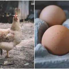 Kura z pisklętami po lewej, jajka w wytłoczce po prawej.