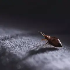 Mała pluskwa czai się na ciemnej tkaninie, symbolizując problem pluskiew w mieszkaniu.