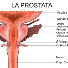 Anatomia della prostata e delle strutture circostanti, utile per capire come curare la prostata.