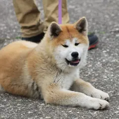 Un perro parecido al husky, con pelaje dorado y blanco, descansa en el asfalto.