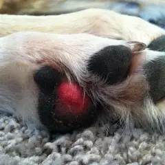 Almohadilla de perro en carne viva, con una herida roja y visible.
