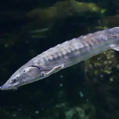 Un esturgeon d'Europe, poisson préhistorique aux plaques osseuses, nage dans les eaux sombres.