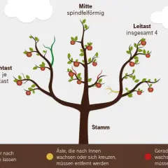 Illustration zeigt, wie man einen birnbaum schneiden muss. Leit- und Fruchtäste sind markiert.