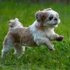 Szczeniak Shih Tzu: Zobacz, jak zmienia się od noworodka!