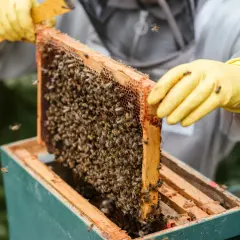 Biskötare med gula handskar inspekterar en bikupa full med bin. Honung nyttigt för hälsan, en gåva från naturen.