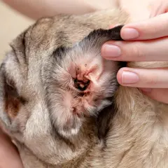 Orecchio di un cane con segni di otite, forse causata da acari. Si cercano rimedi naturali per il cane.
