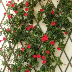 Dipladenia en pleine floraison rouge vif, grimpant sur un treillage. Un entretien facile pour une belle floraison estivale.