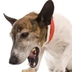 Ruidos en el estómago de mi perro por la noche: causas y soluciones