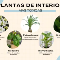 Plantas venenosas para gatos: lirios (mortal), palma de sagú (extremadamente tóxica), filodendro, diffenbachia y lirio de la paz (moderado).