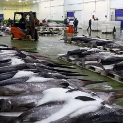 Gran cantidad de pez espada y otros pescados cubiertos de hielo en un muelle. Un pescador gallego supervisa la descarga.