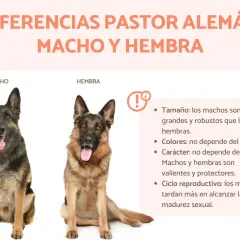 Un perro pastor alemán macho y una hembra, mostrando diferencias de tamaño y características.