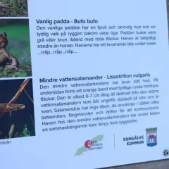 En mindre vattensalamander simmar bland vattenväxter. Den har en brun, slät hud och ett orange band på undersidan.