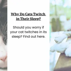 Close-up of a sleeping cat's face. Text asks, "Why Do Cats Twitch in Their Sleep?" and "Can cats have nightmares?