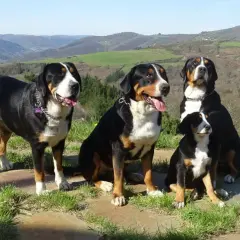Cuatro boyeros suizos, un gran boyero suizo vs boyero de Berna, posan en un paisaje montañoso.