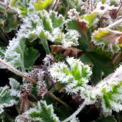 Gröna blad och stjälkar täckta av vackert **pelargon frost**. Isblommor pryder kanterna på bladen och skapar ett gnistrande vinterlandskap.