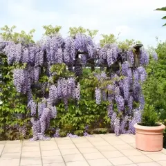 Wspaniała wisteria w donicy tworzy fioletowy wodospad na drewnianej pergoli.