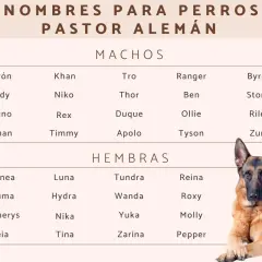 Lista de nombres para pastor alemán machos y hembras, con un pastor alemán descansando.