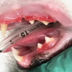 Boca de gato con encías inflamadas y dientes amarillentos. La gingivitis en gatos es mortal si no se trata.