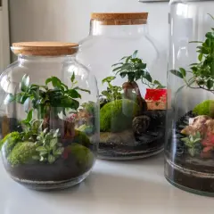 Miniaturowe lasy w słoiku, zamknięte w szklanych naczyniach z korkowymi zamknięciami, tworzą zielone, wilgotne światy.