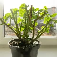 Pelargonie na parapecie, gotowe do przezimowania. Grube łodygi i młode listki czekają na wiosnę.