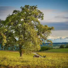 Samotne drzewo na łące, jak z krótkiego wierszyka o drzewie. W tle góry i błękitne niebo.