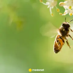 Pszczoła zbliża się do kwiatów. Jad pszczeli na co pomaga? Dowiedz się więcej o jego właściwościach leczniczych.