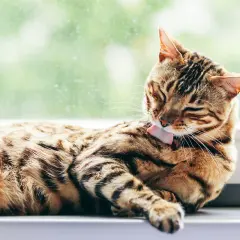 Pręgowany kot bengalski wyleguje się na parapecie, starannie myjąc futerko.
