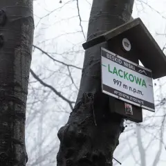 Tabliczka szlakowa na Lackowej w Beskidzie Niskim, 997 m n.p.m. Mglisty dzień w lesie.