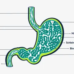 Anatomie des Magens mit Beschriftungen. Das Verständnis der Magenstruktur kann bei der Erkennung von magenkrebs symptomen helfen.