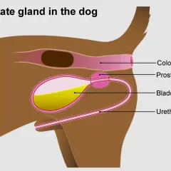 Schéma anatomique du chien montrant la prostate, la vessie, l'urètre et le côlon. L'hyperplasie de la prostate chez le chien est une condition courante.