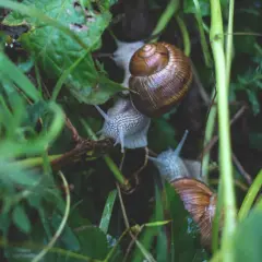 Ile można zarobić na hodowli ślimaków? Zaskakujące fakty i liczby