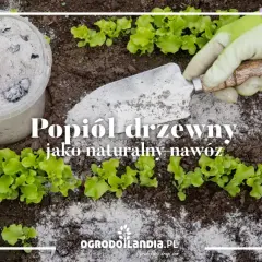 Czy popiół to dobry nawóz? Sprawdź, jak może zaszkodzić roślinom