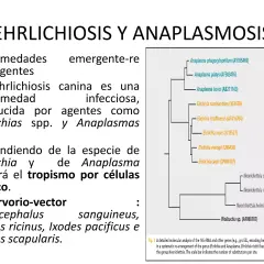 Árbol filogenético que muestra la relación entre Ehrlichia y Anaplasma, patógenos que causan anaplasmosis en perros.