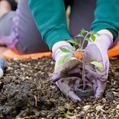 Mani guantate piantano una piantina di pomodoro nel terreno. Un piccolo attrezzo da giardinaggio è accanto. È il momento di capire cosa piantare a marzo.