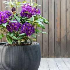 Fioletowy rododendron w ozdobnej donicy, idealne stanowisko na tarasie.