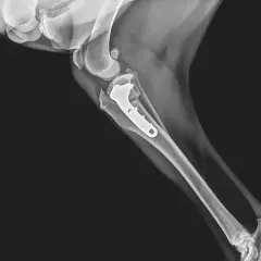 Radiografía de rodilla de perro con placa y tornillos para reparar el ligamento cruzado. ¿Operar o no?