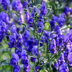 Ein **eisenhut standort** im Schatten, wo diese tiefblauen Blüten ihre volle Pracht entfalten.
