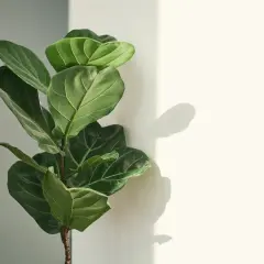 Eine grüne Geigenfeige mit großen Blättern steht im hellen Licht. Tipps zur Geigenfeige Pflege für gesunde Pflanzen.