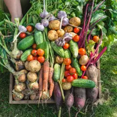 Un cesto pieno di verdure fresche: patate, pomodori, cetrioli, aglio, cipolle, carote e barbabietole. Un vero calendario orto da gustare!
