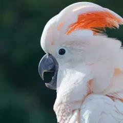 Piękna biała kakadu z pomarańczowym czubkiem, która może być symbolem tego, jak oswoić dzikiego ptaka.