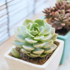 Echeveria: jak dbać o te piękne sukulenty? Jasne, słoneczne stanowisko i umiarkowane podlewanie to klucz do sukcesu.